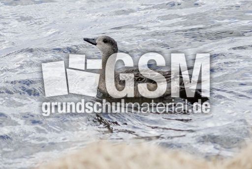 Pfeifente (2 von 3).jpg